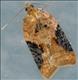 1038 (49.066) Acleris laterana